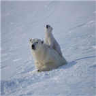 러시아,북극곰,지역,위기,멸종