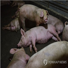 돼지,중국,아프리카돼지열병,홍수