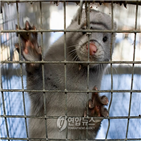 밍크,코로나19,스페인,살처분