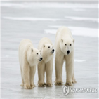 북극곰,기후변화,얼음,멸종,연구