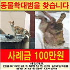 고양이,학대