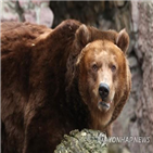 공동묘지,야생곰,묘지,극동,무덤