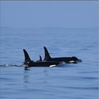 새끼,범고래,고래연구센터,미국