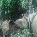 자바코뿔소,우중쿨,국립공원,서식지,새끼,마리