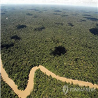 나무,아마존,자라,연구팀
