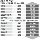 대비,가격,농산물,양배추,전주