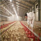 동물복지,닭고기,롯데마트