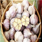 마늘,재배,면적