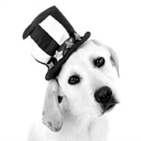 다우,종목,투자