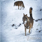 늑대,농부,마을