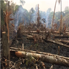 열대우림,파괴,아마존,면적,브라질,화재