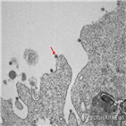 연구진,코로나바이러스,바이러스