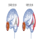 시각,세포,정보,신경