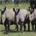 코뿔소,밀렵,지난해,남아공