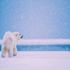 사진,극지,북극곰