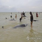 들쇠고래,해변,수심,구조팀