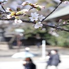 도쿄,벚꽃