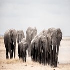 코끼리,서식지,아프리카,인간,개체