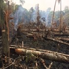 열대우림,파괴,아마존,정부,국제사회