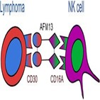 어피메드,림프종,개발,호지킨,이중항체,세포