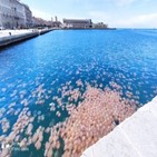 해파리,이탈리아,바다,대규모,트리에스테