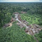 브라질,열대우림,정부,아마존,보우소나,기후정상회의