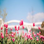 서울식물원,온실,전시,봄꽃