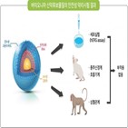 독성시험,섬유증,심혈관계