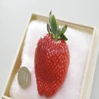 과일,선물,일본,딸기