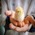 수평아리,독일,대량도살,동물보호