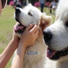 보험업,소액단기전문,금융위