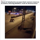 코끼리떼,코끼리,중국,당국
