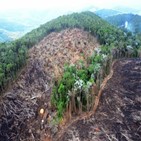 파괴,열대우림,면적,아마존