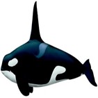 올리브바다거북,범고래,해양보호생물,금지