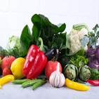 단백질,연구,채식주의자,근육,건강,연구진,채식
