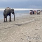 코끼리,해변,국경,미얀마,방글라데시