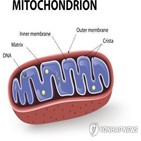 세포,사이토크롬,미토콘드리아,단백질,세포예정,카르,연구,부분