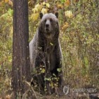 회색곰,습격,야영,몬태나주