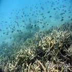 산호초,세계유산,목록,호주