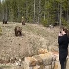 링은,국립공원,불곰