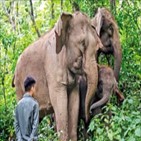 코끼리,중국,먹이