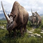 코뿔소,유전적,다양성,개체,멸종
