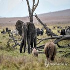 케냐,코끼리,야생동물,개체,센서스