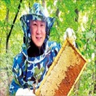 회장,양봉,꿀벌
