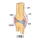 연골,비중격,환자,무릎,연구팀,관절,연골세포
