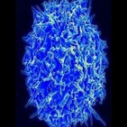 세포,백신,종양,반응,개발,단백질