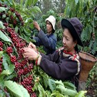 베트남,커피,수출량