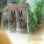 마리화나,말소,기록