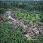열대우림,아마존,브라질,파괴,보우소나,정부