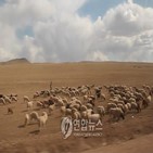 몽골,구제역,지역,가축